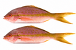 Netuno Wild-Caught Whole Yellowtail Snapper (3/4–1 lb Each) – Buy 2 for $15.96 | Cleaned & Scaled. Save $2.02!