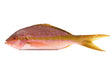 Netuno Premium Whole Yellowtail Snapper (3/4–1 lb Each) – Wild Caught, Cleaned & Scaled