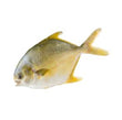 Frozen Pompano Fish – 1.9 lb – Premium Whole Fish for Grilling & Stews