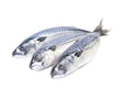 Set of 2 Wild-Caught Mackerel – Frozen – Rich in Omega-3s & Protein