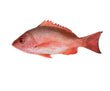 Whole Caribbean Red Snapper