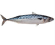 Wild-Caught Mackerel – Frozen – 1.5 lb – Rich in Omega-3s & Protein
